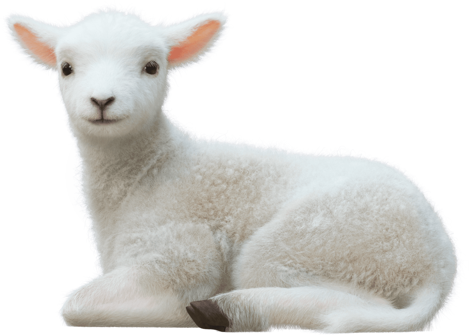 Lammasmaskotti