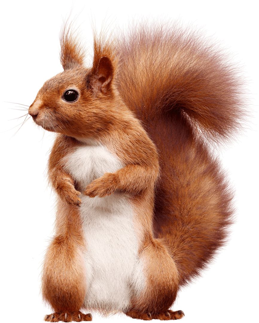 Oravamaskotti